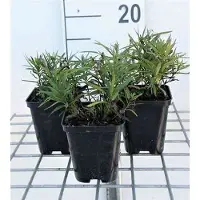 GRDplanten 6 x Inula ensifolia ( 'Compacta') - Alant - Topf 9 x 9 cm