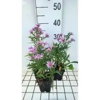 GRDplanten 6 x Aster dum. 'Peter Harrison' - Herbstaster - Topf 9 x 9 cm