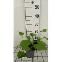 GRDplanten 6 x Lunaria rediviva - Lunaria - Topf 9 x 9 cm