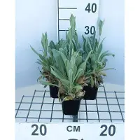 GRDplanten 6 x Lychnis cor. 'Alba' - Lichtnelke - Topf 9 x 9 cm