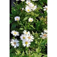 GRDplanten 6 x Aster dum. 'Schneekissen' - Herbstaster - Topf 9 x 9 cm