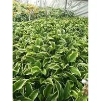 GRDplanten 6 x Hosta hybr. 'Mama Mia' - Hosta - Topf 9 x 9 cm