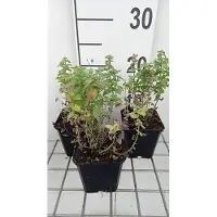 GRDplanten 6 x Nepeta racemosa 'Little Titch' - Katzenminze - Topf 9 x 9 cm