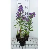 GRDplanten 6 x Aster n.-b. 'Schoene Von Dietlikon' - Herbstaster - Topf 9 x 9 cm