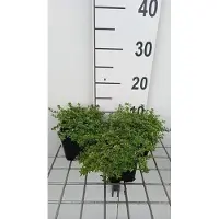 GRDplanten 6 x Thymus citr. 'Aureus' - Thymian - Topf 9 x 9 cm