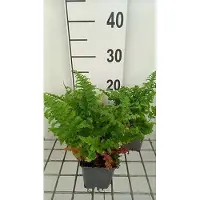 GRDplanten 6 x Dryopteris f.-m. 'Crispa Cristata' - Gewöhnlicher Wurmfarn 'Crispa Cristata - Topf 9 x 9 cm