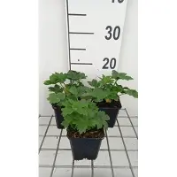 GRDplanten 6 x Astrantia major 'Star of Billion' - Sterndolde - Topf 9 x 9 cm
