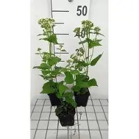 GRDplanten 6 x Eupatorium rug. 'Braunlaub' - Wasserdost - Topf 9 x 9 cm