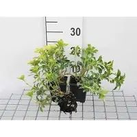 GRDplanten 12 x Pachysandra term. 'Green Sheen' - Dickmännchen - Topf 9 cm x 9 cm