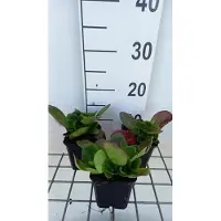 GRDplanten 6 x Bergenia hybr. 'Baby Doll' - pseudodictamnus - Topf 9 x 9 cm