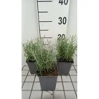 GRDplanten 6 x Santolina cham. 'Lambrook Silver' - Heiligenkraut - Topf 9 x 9 cm