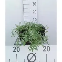 GRDplanten 6 x Cerastium tomentosum - Hornblume - Topf 9 x 9 cm