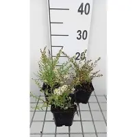 GRDplanten 6 x Aster eric. 'Golden Spray' - Herbstaster - Topf 9 x 9 cm