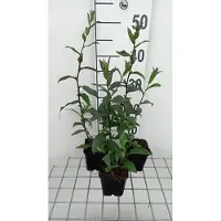 GRDplanten 6 x Aster laevis 'Calliope' - Herbstaster - Topf 9 x 9 cm