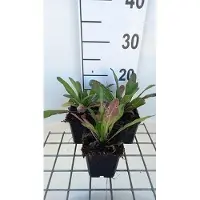 GRDplanten 6 x Hesperis matronalis - Gewöhnliche Nachtviole - Topf 9 x 9 cm