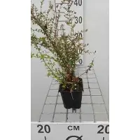 GRDplanten 12 x Lonicera nit. 'Ernest Wilson' - Immergrünes Heckenkleinblättriges Geißblatt - Topf 9 cm x 9 cm