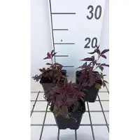 GRDplanten 6 x Gillenia trif. 'Pink Profusion' - Dreiblattspiere - Topf 9 x 9 cm