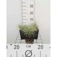 GRDplanten 6 x Carex comans 'Frosted Curls' - Schafgarbe Wesersandstein - Topf 9x9 cm