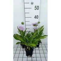 GRDplanten 6 x Stokesia laevis - Ziest - Topf 9 x 9 cm