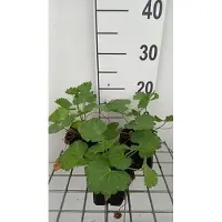 GRDplanten 6 x Sidalcea hybr. 'Little Princess' - Präriemalve - Topf 9 x 9 cm