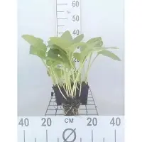 GRDplanten 6 x Hosta hybr. 'Halcyon' - Hosta - Topf 9 x 9 cm