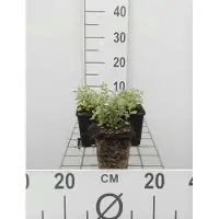 GRDplanten 6 x Nepeta faassenii - Katzenminze - Topf 9 x 9 cm