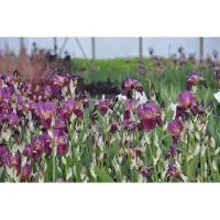 GRDplanten 6 x Iris (germ.) 'Imperator' - Schwertlilie - Topf 9 x 9 cm