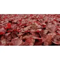 GRDplanten 6 x Heuchera hybr. 'Fire Chief' - Purpurglöckchen - Topf 9 x 9 cm