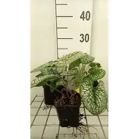 GRDplanten 6 x Brunnera macr. 'Sea Heart' - Kaukasisches Vergissmeinnicht - Topf 9 x 9 cm