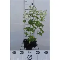 GRDplanten 6 x Geranium sylv. 'Album' - Storchenschnabel - Topf 9 x 9 cm