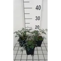 GRDplanten 6 x Corydalis hybr. 'Porcelain Blue' - Corydalis - Topf 9 x 9 cm