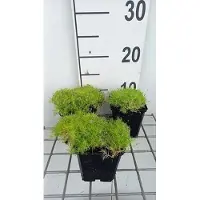 GRDplanten 6 x Sagina sub. 'Aurea' - Sternmoos - Topf 9 x 9 cm