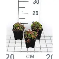 GRDplanten 6 x Geranium dalmaticum - Storchenschnabel- Topf 9 x 9 cm