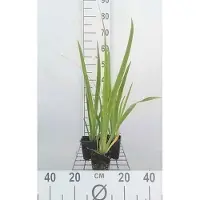 GRDplanten 6 x Iris sib. 'Blue Moon' - Schwertlilie - Topf 9 x 9 cm