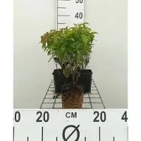 GRDplanten 12 x Cornus ser. 'Kelsey's Dwarf' ('kelseyi') - Zwerg-Hartriegel 'Kelsey'S Dwarf - Topf 9 cm x 9 cm