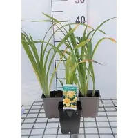 GRDplanten 6 x Hemerocallis hybr. 'Chicago Sunrise' - taglilie - Topf 9 x 9 cm