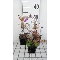GRDplanten 6 x Geranium hybr. 'Js Matu Vu' - Storchenschnabel - Topf 9 x 9 cm