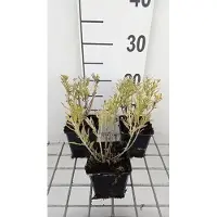GRDplanten 6 x Perovskia atripl. 'Blue Steel' - Blauraute - Topf 9 x 9 cm