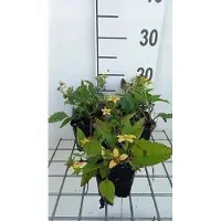 GRDplanten 6 x Chrysogonum virginianum - Chrysantheme - Topf 9 x 9 cm