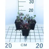 GRDplanten 6 x Lupinus hybr. 'Gallery Red' - Lupine - Topf 9 x 9 cm