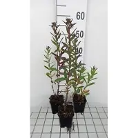 GRDplanten 6 x Aster n.-a. 'Septemberrubin' - Herbstaster - Topf 9 x 9 cm