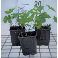 GRDplanten 6 x Geranium nodosum - Storchenschnabel- Topf 9 x 9 cm