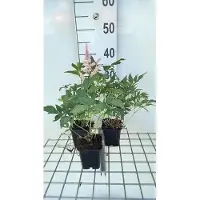 GRDplanten 6 x Astilbe (j) 'Peach Blossom' - Prachtspiere - Topf 9 x 9 cm
