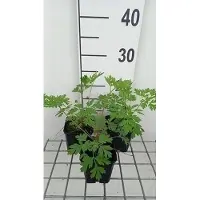 GRDplanten 6 x Dicentra formosa - Tränendes Herz - Topf 9 x 9 cm