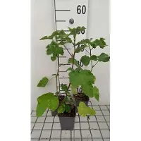 GRDplanten 6 x Lavatera hybr. 'Burgundy Wine' - Buschmalve - Topf 9 x 9 cm