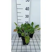 GRDplanten 6 x Eryngium plan. 'Blaukappe' - Mannstreu - Topf 9 x 9 cm