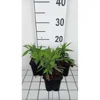 GRDplanten 6 x Aster dum. 'Mittelmeer' - Herbstaster - Topf 9 x 9 cm