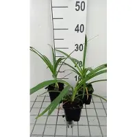 GRDplanten Agapanthus hybr. 'Twister' - Schmucklilie | 9x9 cm topf