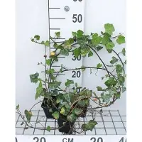 GRDplanten 12 x Hedera helix 'Woerner' - Gemeiner Efeu 'Woerner - Topf 9 cm x 9 cm