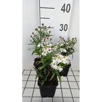 GRDplanten 6 x Aster dum. 'Kristina' - Herbstaster - Topf 9 x 9 cm